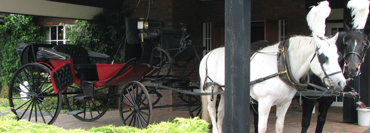 Horse and carrige ride after High tea at whitehaven receptions whittlesea